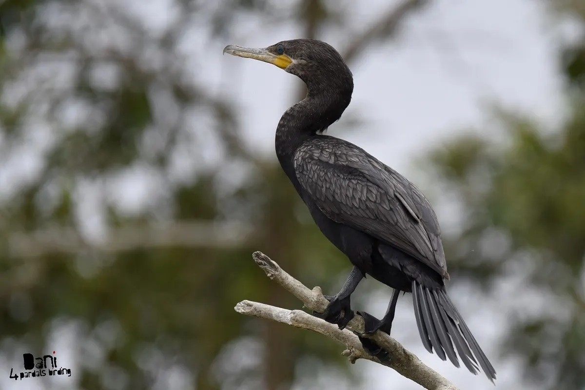 Bigüá (Phalacrocorax brasilianus), cormorán de los lagos andino-patagónicos que da nombre al restaurante